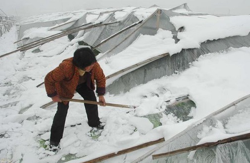 大雪壓垮鋼結(jié)構(gòu)廠房，眾多“二師兄”壯烈犧牲